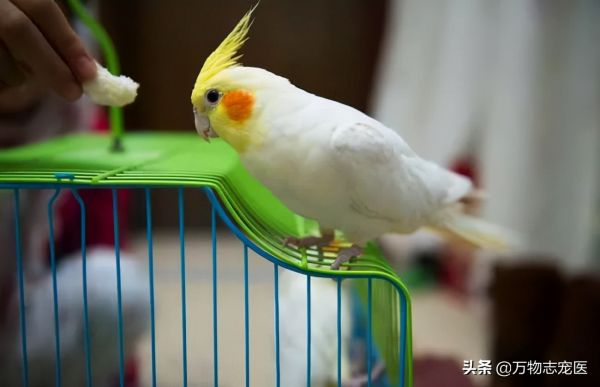 国内十大常见宠物鸟一览,哪一种是你的最爱?