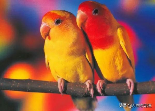 国内十大常见宠物鸟一览,哪一种是你的最爱?