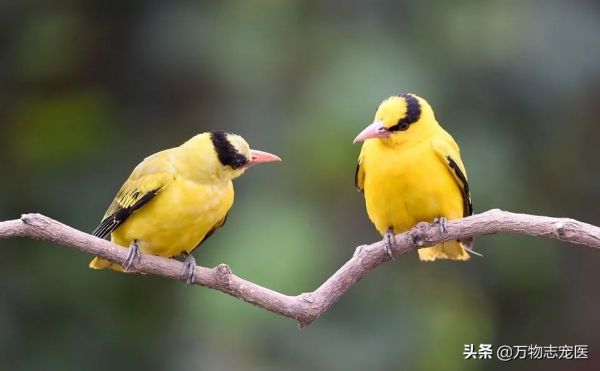 国内十大常见宠物鸟一览,哪一种是你的最爱?