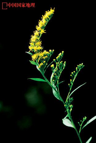 观赏植物、宠物中的入侵物种