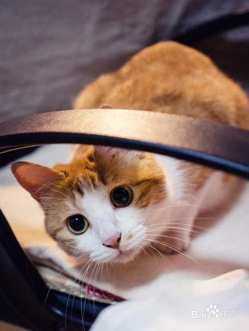 猫咪都喜欢什么样的玩具？