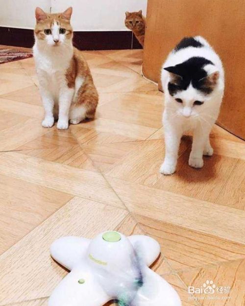 猫咪都喜欢什么样的玩具？