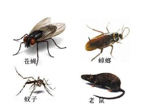 【生活小窍门】家庭灭四害方案 蟑螂老鼠蚊蝇的驱杀技巧 【生活小窍门】家庭灭四害方案 蟑螂老鼠蚊蝇的驱杀技巧 生活常识