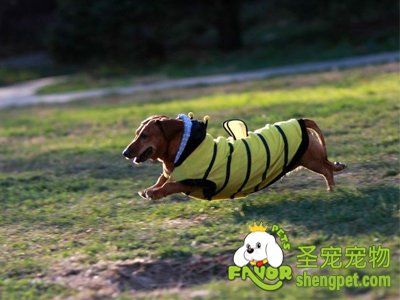 腊肠犬的唤回训练