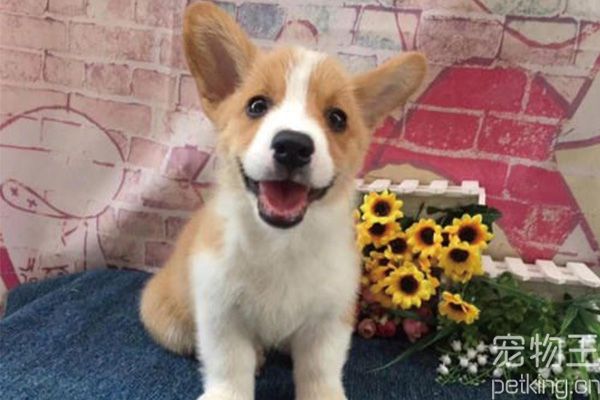 训柯基犬的方法大全