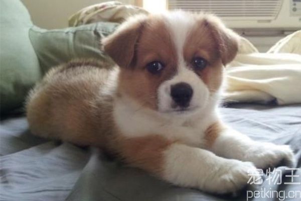 训柯基犬的方法大全
