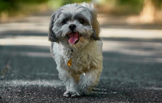 如何唤回跑远的狗狗 避免狗狗跑丢的训练