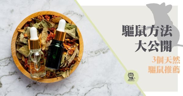 天然驅鼠方法大公開！驅鼠劑哪裡買？三個實用天然驅鼠方法告訴你