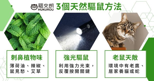 天然驅鼠方法大公開！驅鼠劑哪裡買？三個實用天然驅鼠方法告訴你