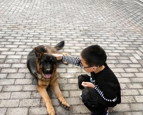 如何以教育狗狗的七个小秘诀让你的宠物变成最好的伙伴（7个方法让你与宠物更亲近，建立良好关系）