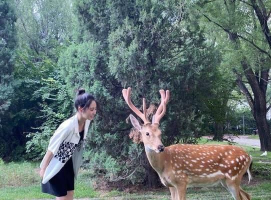 新手必知！三部曲助你成功教育狗狗（宠物狗的健康成长离不开教育，这三步让你轻松上手）