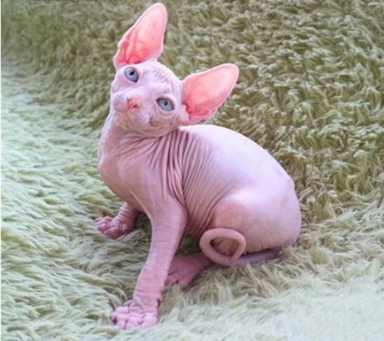 【宠物猫】饲养无毛猫的注意事项有哪些？