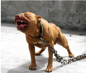 狗狗为什么要咬人