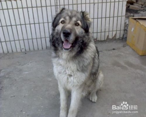 狗狗为什么要咬人