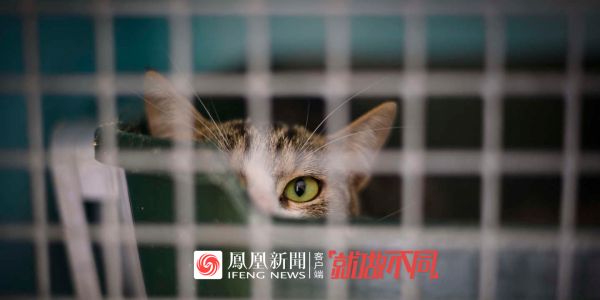 风声｜撸猫吸狗、虐待遗弃与娱乐观赏：法国新“反虐待动物法”能给中国哪些启示