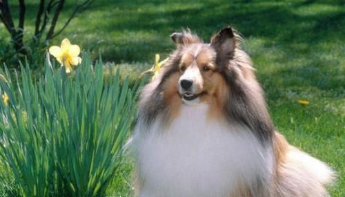 喜乐蒂牧羊犬的饲养全指南（了解喜乐蒂牧羊犬的特点，掌握正确的饲养方式和养护技巧）