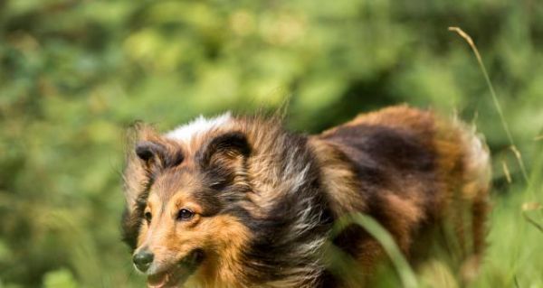 喜乐蒂牧羊犬的饲养全指南（了解喜乐蒂牧羊犬的特点，掌握正确的饲养方式和养护技巧）