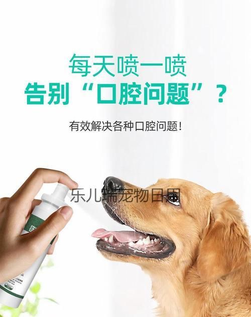 如何为宠物猫清洁口腔？（宠物猫口腔保健指南）