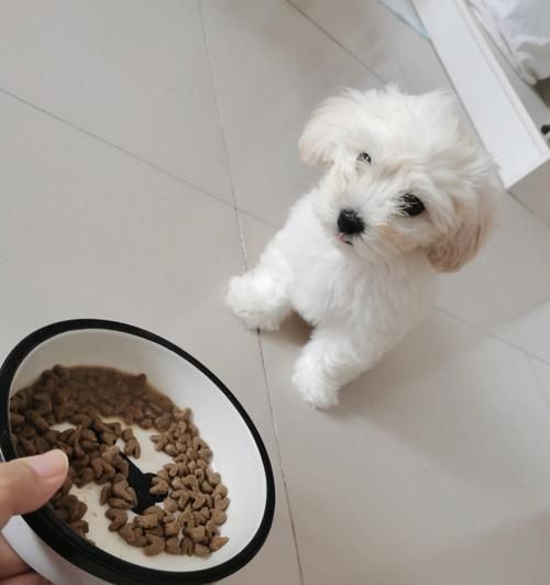 宠物狗刚到家不吃饭，怎么办？（解决新宠物不吃饭的困扰，为健康成长打好基础）