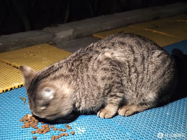城市养猫指南