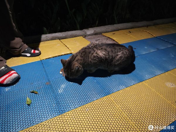 城市养猫指南