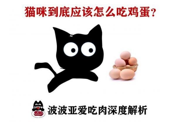猫能不能吃鸡蛋？鸡蛋食用指南与对猫咪的好处