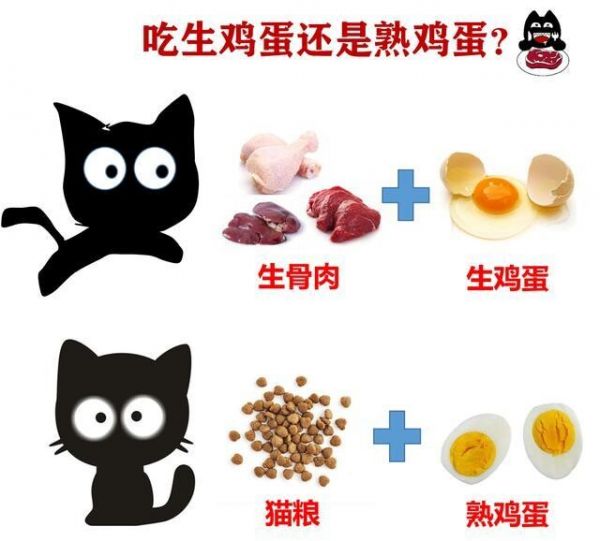 猫能不能吃鸡蛋？鸡蛋食用指南与对猫咪的好处