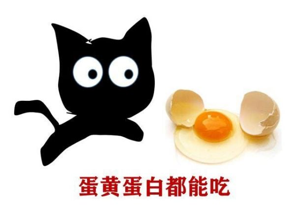 猫能不能吃鸡蛋？鸡蛋食用指南与对猫咪的好处