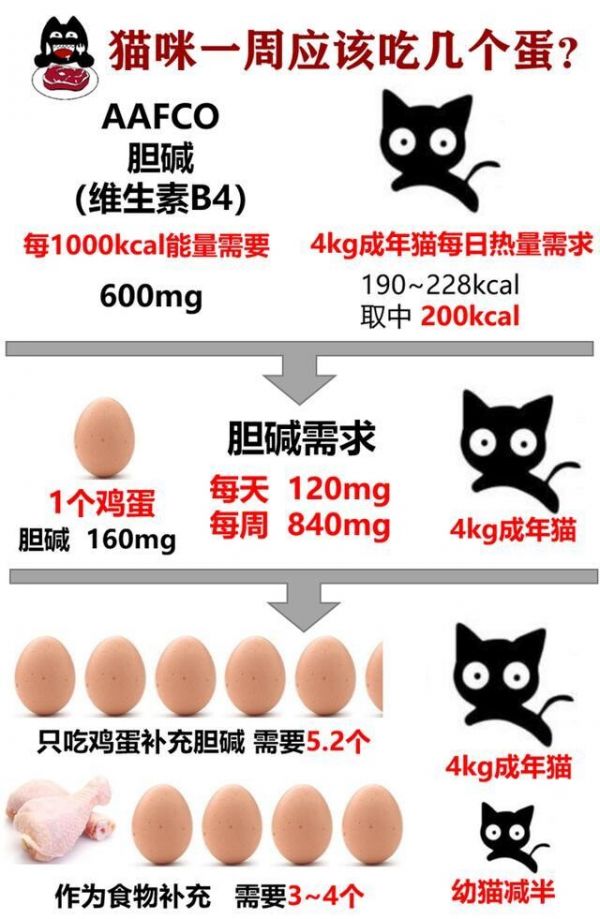 猫能不能吃鸡蛋？鸡蛋食用指南与对猫咪的好处