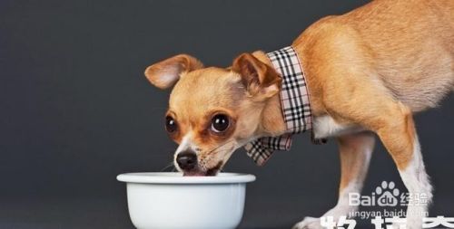 吃骨头宠物能补钙吗？吃骨头的危害你知道多少？