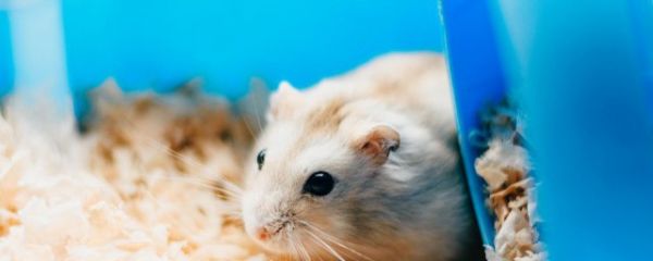仓鼠多久喂一次水 仓鼠科学的喂食次数