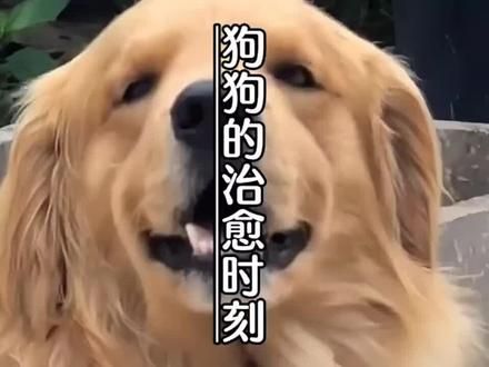 狗狗的治愈时刻，今天的不开心就到此为止吧~ #狗狗 #萌宠 #治愈