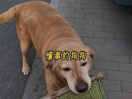 “懂事的狗狗谁不爱”#狗狗的爱永远单纯 #狗狗 #萌宠