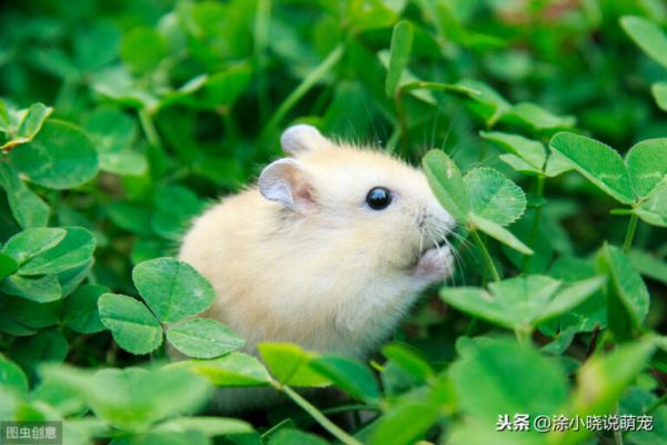 仓鼠吃什么最健康?这些东西,你还在用来喂仓鼠吗?
