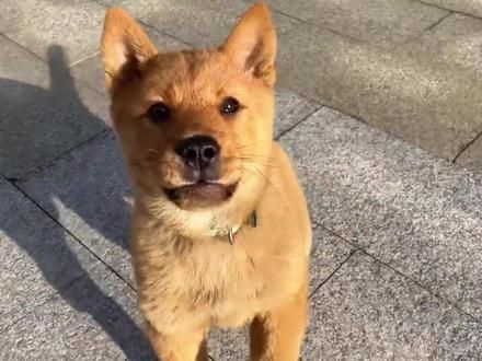 花1500买只田园犬，朋友都说太贵了，女子把它养大后却说赚了#狗狗的心思都写在脸上了 #养狗的意义 #如果小狗能说话 #萌宠出道计划 #地球不能没有小狗
