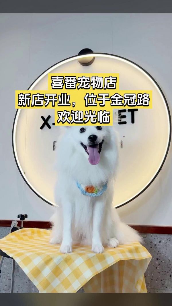 喜番宠物店，爆款来袭，限时优惠，狗狗专业洗澡｜10.1-20斤每宠限1次，超值折扣，随时退·过期退#宠物店 #喜番宠物店 #金冠路 #【初次体验】狗狗专业洗澡｜10.1-20斤每宠限1次