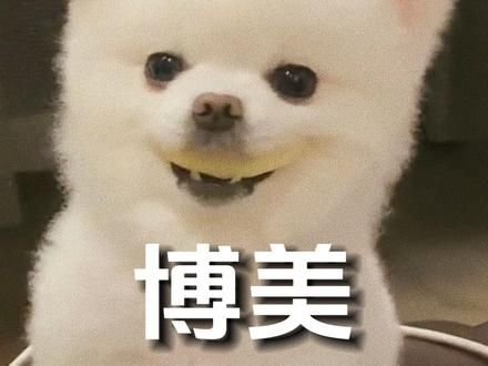博美：这哪是博美！这简直是博命 #博美 #狗狗 #动物的迷惑行为 #萌宠