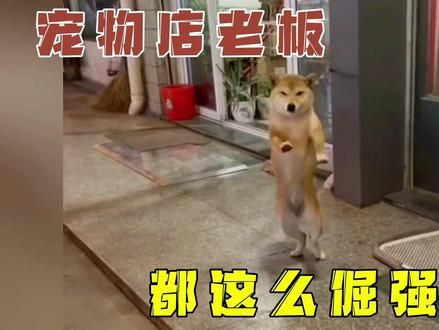 咱就是说，现在的宠物店老板都这么倔强的吗？#倔强的宠物店老板 #这狗成精了 #家有傻狗 