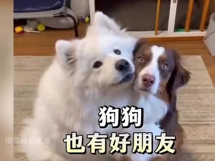 狗狗的朋友们#狗狗的朋友 #狗狗护主 #宠物训练