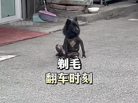 剃毛翻车现场，果然没有任何物种能笑着走出理发店。#剃毛后的狗 #怀疑狗生 #狗狗剃毛
