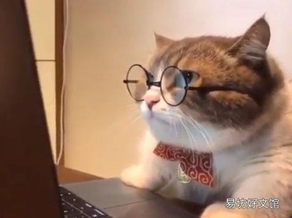 猫咪胆子太小怎么办(猫咪胆子很小怎么办)