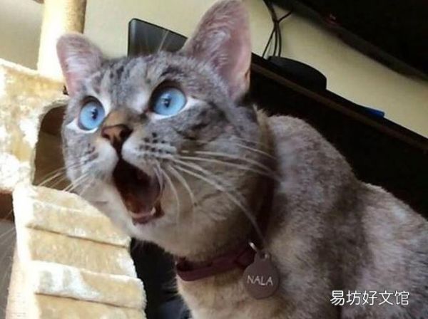 猫咪胆子太小怎么办(猫咪胆子很小怎么办)