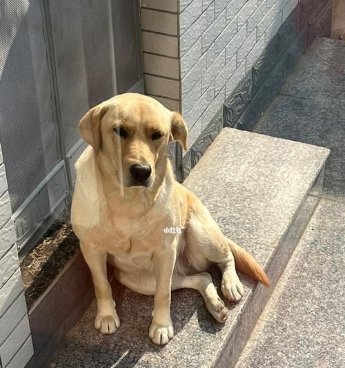 宠物狗夏天晒太阳的好处与注意事项（让你的爱犬在夏天享受阳光带来的健康益处）