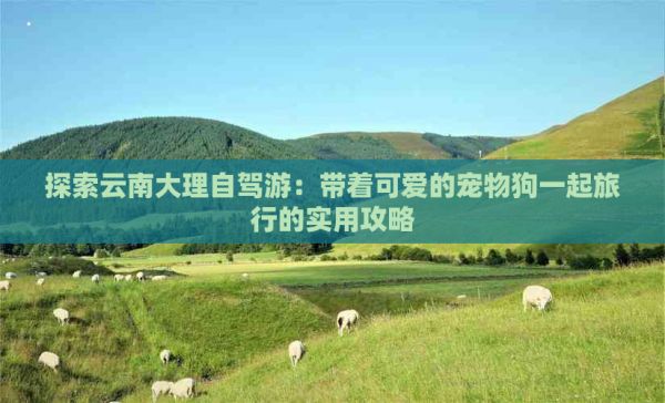探索云南大理自驾游：带着可爱的宠物狗一起旅行的实用攻略