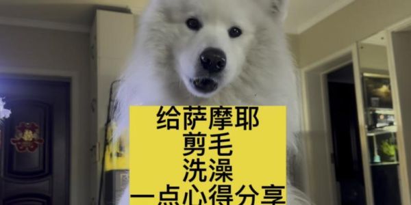 萨摩耶洗澡全攻略（宠物主人必看！一步步教你如何洗干净可爱的萨摩耶）