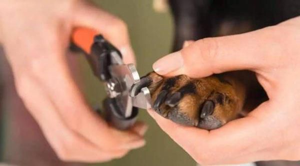 盘点给宠物犬洗澡的五大技巧，看完这篇后铲屎官就能轻松上手