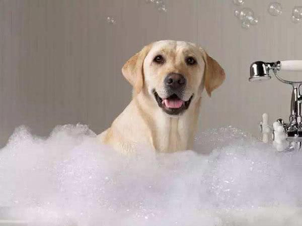 盘点给宠物犬洗澡的五大技巧，看完这篇后铲屎官就能轻松上手