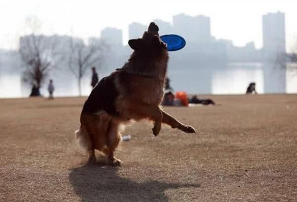 盘点给宠物犬洗澡的五大技巧，看完这篇后铲屎官就能轻松上手