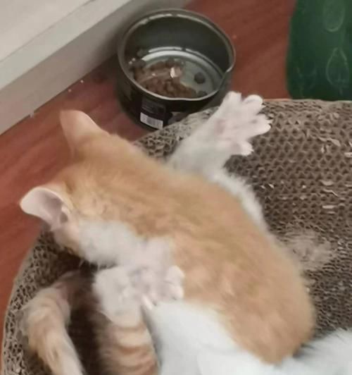 猫咪的自我清洁剖析（猫咪自我舔身）