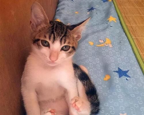 小猫自我清洁之道（探秘小猫老舔自己的毛的好处）